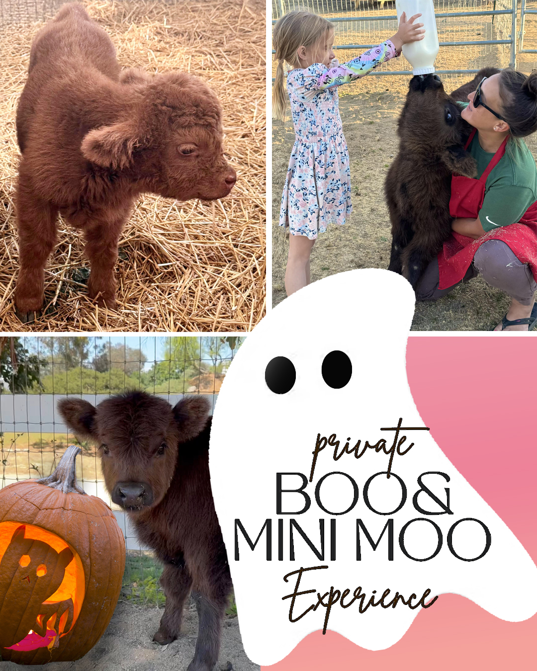 Private Boo & Mini Moo at Howe Ranch